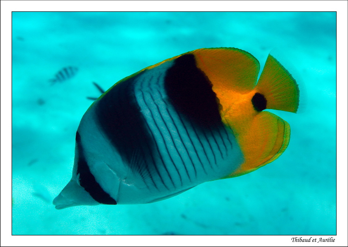 2009   08   Plongee Bora bora 07